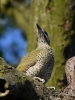 Filename=176_fotowilga~50.JPG
Filesize=279KB
Dimensions=525x700
Date added=Jul 04, 2019 176_fotowilga~50.JPG
