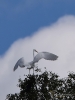 Filename=176_fotowilga~51.JPG
Filesize=264KB
Dimensions=525x700
Date added=Sep 18, 2019 176_fotowilga~51.JPG