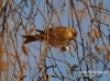 Filename=177_fotowilga~13.JPG
Filesize=119KB
Dimensions=640x475
Date added=Dec 29, 2015 177_fotowilga~13.JPG