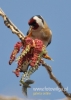 Filename=177_fotowilga~17.JPG
Filesize=69KB
Dimensions=343x480
Date added=Apr 26, 2016 177_fotowilga~17.JPG
