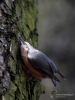 Filename=177_fotowilga~38.JPG
Filesize=259KB
Dimensions=525x700
Date added=Jan 22, 2018 177_fotowilga~38.JPG