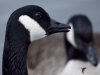 Filename=177_fotowilga~45.JPG
Filesize=204KB
Dimensions=700x525
Date added=May 07, 2019 177_fotowilga~45.JPG