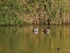 Filename=177_fotowilga~54.JPG
Filesize=417KB
Dimensions=700x525
Date added=Jul 01, 2020 177_fotowilga~54.JPG