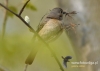Filename=178_fotowilga~15.JPG
Filesize=77KB
Dimensions=640x457
Date added=Nov 13, 2015 178_fotowilga~15.JPG