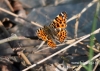 Filename=178_fotowilga~27.JPG
Filesize=111KB
Dimensions=640x457
Date added=Sep 04, 2016 178_fotowilga~27.JPG
