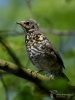 Filename=178_fotowilga~38.JPG
Filesize=224KB
Dimensions=525x700
Date added=Jul 24, 2017 178_fotowilga~38.JPG