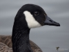 Filename=178_fotowilga~54.JPG
Filesize=188KB
Dimensions=700x525
Date added=May 08, 2019 178_fotowilga~54.JPG