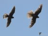 Filename=178_fotowilga~55.JPG
Filesize=193KB
Dimensions=700x525
Date added=Jun 04, 2019 178_fotowilga~55.JPG