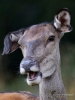 Filename=178_fotowilga~58.JPG
Filesize=311KB
Dimensions=525x700
Date added=Sep 14, 2019 178_fotowilga~58.JPG