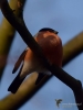 178_fotowilga~60.JPG