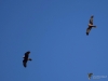 Filename=178_fotowilga~61.JPG
Filesize=187KB
Dimensions=700x525
Date added=Jan 23, 2020 178_fotowilga~61.JPG