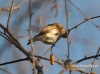 Filename=179_fotowilga~21.JPG
Filesize=92KB
Dimensions=640x476
Date added=Dec 22, 2015 179_fotowilga~21.JPG