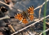 Filename=179_fotowilga~30.JPG
Filesize=111KB
Dimensions=640x457
Date added=Sep 04, 2016 179_fotowilga~30.JPG