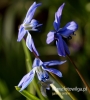 Filename=179_fotowilga~36.JPG
Filesize=73KB
Dimensions=435x480
Date added=Mar 20, 2017 179_fotowilga~36.JPG