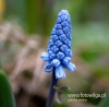 Filename=179_fotowilga~37.JPG
Filesize=74KB
Dimensions=486x480
Date added=Mar 31, 2017 179_fotowilga~37.JPG