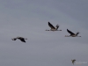 179_fotowilga~46.JPG