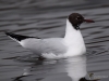 Filename=179_fotowilga~54.JPG
Filesize=194KB
Dimensions=700x525
Date added=May 09, 2019 179_fotowilga~54.JPG