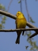 Filename=179_fotowilga~58.JPG
Filesize=228KB
Dimensions=525x700
Date added=Jun 30, 2019 179_fotowilga~58.JPG