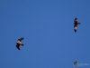 Filename=179_fotowilga~62.JPG
Filesize=196KB
Dimensions=700x525
Date added=Jan 31, 2020 179_fotowilga~62.JPG