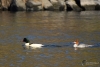 Filename=179_fotowilga~63.JPG
Filesize=249KB
Dimensions=700x469
Date added=Mar 03, 2020 179_fotowilga~63.JPG