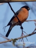 Filename=180_fotowilga~30.JPG
Filesize=51KB
Dimensions=360x480
Date added=Dec 16, 2016 180_fotowilga~30.JPG