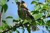 Filename=180_fotowilga~38.JPG
Filesize=109KB
Dimensions=640x427
Date added=Aug 12, 2017 180_fotowilga~38.JPG