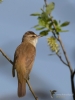 Filename=180_fotowilga~47.JPG
Filesize=213KB
Dimensions=525x700
Date added=Jun 07, 2019 180_fotowilga~47.JPG