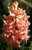 Filename=180_fotowilga~48.JPG
Filesize=231KB
Dimensions=458x700
Date added=Jul 11, 2019 180_fotowilga~48.JPG