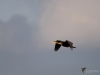 Filename=180_fotowilga~50.JPG
Filesize=167KB
Dimensions=700x525
Date added=Dec 01, 2019 180_fotowilga~50.JPG