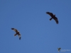Filename=180_fotowilga~51.JPG
Filesize=167KB
Dimensions=700x525
Date added=Dec 02, 2019 180_fotowilga~51.JPG