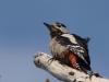 Filename=180_fotowilga~53.JPG
Filesize=205KB
Dimensions=700x525
Date added=Mar 25, 2020 180_fotowilga~53.JPG
