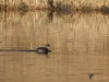 Filename=180_fotowilga~55.JPG
Filesize=320KB
Dimensions=700x525
Date added=May 28, 2020 180_fotowilga~55.JPG