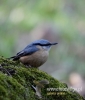 Filename=181_fotowilga~33.JPG
Filesize=62KB
Dimensions=411x480
Date added=Mar 15, 2017 181_fotowilga~33.JPG
