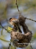 Filename=181_fotowilga~35.JPG
Filesize=60KB
Dimensions=360x480
Date added=Apr 10, 2017 181_fotowilga~35.JPG