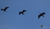 Filename=181_fotowilga~42.JPG
Filesize=111KB
Dimensions=700x408
Date added=Jan 10, 2018 181_fotowilga~42.JPG