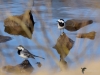 Filename=181_fotowilga~47.JPG
Filesize=234KB
Dimensions=700x525
Date added=Apr 07, 2018 181_fotowilga~47.JPG