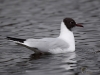 Filename=181_fotowilga~49.JPG
Filesize=204KB
Dimensions=700x525
Date added=May 26, 2019 181_fotowilga~49.JPG