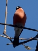 Filename=181_fotowilga~50.JPG
Filesize=208KB
Dimensions=525x700
Date added=Jun 26, 2018 181_fotowilga~50.JPG