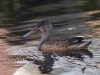 Filename=181_fotowilga~54.JPG
Filesize=295KB
Dimensions=700x525
Date added=Jul 04, 2019 181_fotowilga~54.JPG