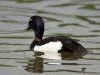 Filename=181_fotowilga~57.JPG
Filesize=226KB
Dimensions=700x525
Date added=Nov 10, 2019 181_fotowilga~57.JPG