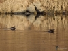 Filename=182_fotowilga_.JPG
Filesize=317KB
Dimensions=700x525
Date added=Jun 01, 2020 182_fotowilga_.JPG