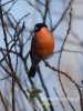 Filename=182_fotowilga~28.JPG
Filesize=57KB
Dimensions=360x480
Date added=Dec 10, 2016 182_fotowilga~28.JPG