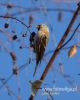 Filename=182_fotowilga~32.JPG
Filesize=56KB
Dimensions=384x480
Date added=Apr 27, 2017 182_fotowilga~32.JPG