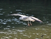 Filename=182_fotowilga~45.JPG
Filesize=269KB
Dimensions=700x549
Date added=Jan 29, 2019 182_fotowilga~45.JPG