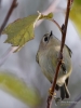 182_fotowilga~51.JPG