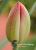 Filename=183_fotowilga~21.JPG
Filesize=54KB
Dimensions=343x480
Date added=May 08, 2016 183_fotowilga~21.JPG