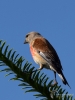 Filename=183_fotowilga~22.JPG
Filesize=254KB
Dimensions=525x700
Date added=Jul 10, 2019 183_fotowilga~22.JPG