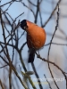 Filename=183_fotowilga~25.JPG
Filesize=58KB
Dimensions=360x480
Date added=Dec 18, 2016 183_fotowilga~25.JPG