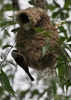 Filename=183_fotowilga~32.JPG
Filesize=266KB
Dimensions=499x700
Date added=Dec 02, 2017 183_fotowilga~32.JPG