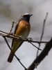 Filename=183_fotowilga~37.JPG
Filesize=225KB
Dimensions=525x700
Date added=Apr 26, 2018 183_fotowilga~37.JPG
